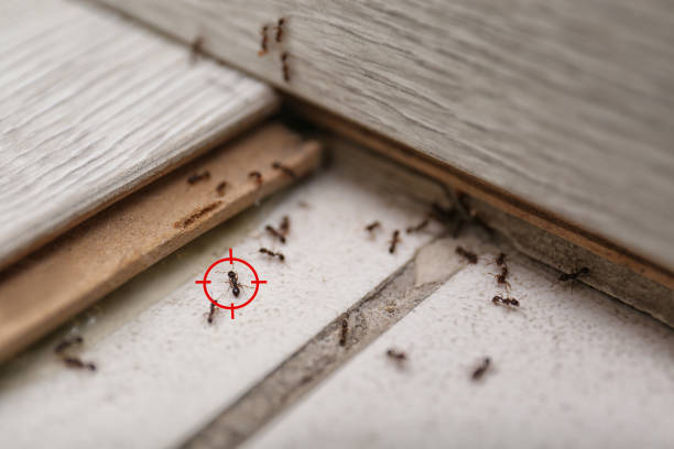 Best Flea Control Services  in Five Points, OH