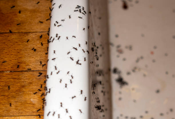 Best Bed Bug Extermination  in Five Points, OH